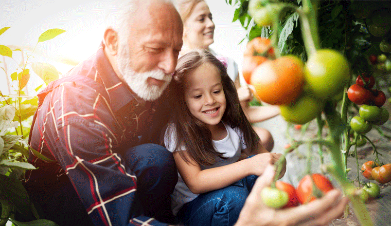 A grandfather helps his grandchild pick cherry tomotoes in a garden.
