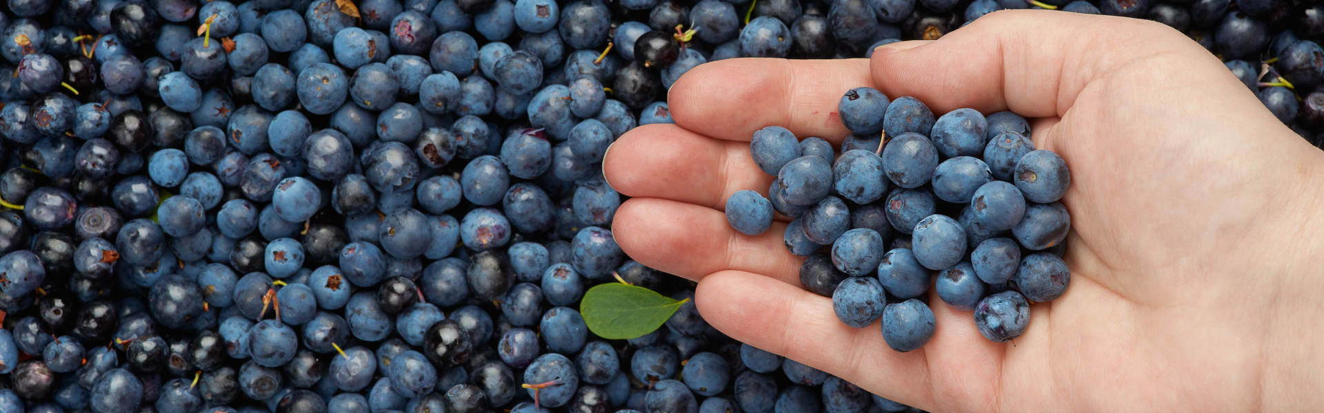 Hand grabbing a handful of blueberries