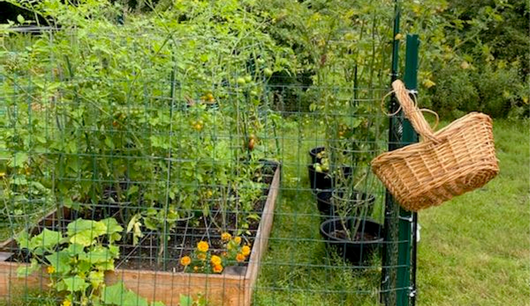 A community garden plot is seen with a basket hanging on a fence post
